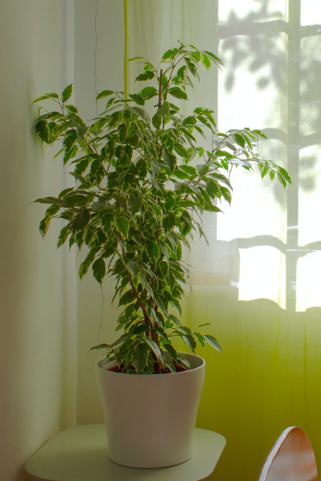 Aralia Ming - Slika 2