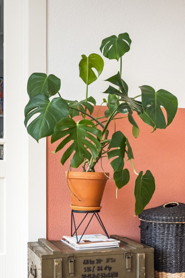 Monstera Deliciosa - Slika 2